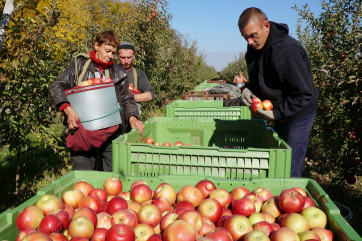 Кубань будет производить 600 тысяч тонн фруктов к 2025 году 